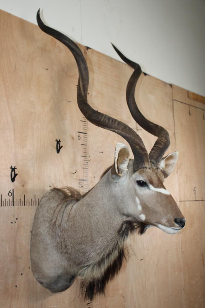 Big KUDU Shoulder Mount - 3
