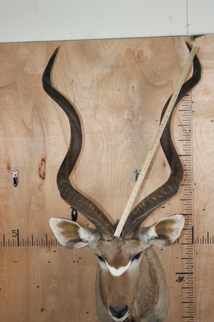 Big KUDU Shoulder Mount - 6
