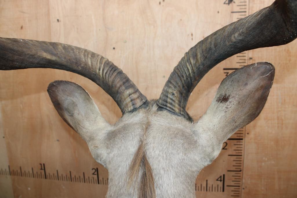 Big KUDU Shoulder Mount - 7