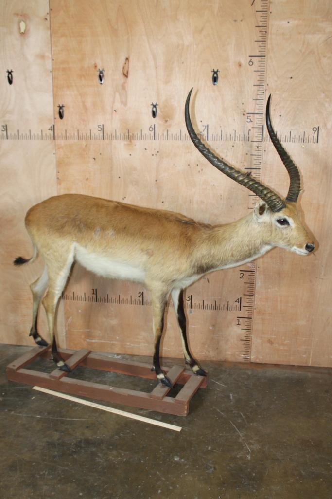 Big Life-sized KAFUE LECHWE on a Wood Board Base - 2