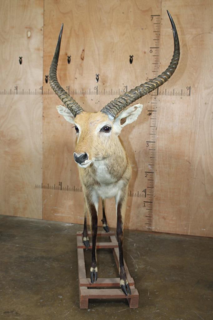 Big Life-sized KAFUE LECHWE on a Wood Board Base - 3