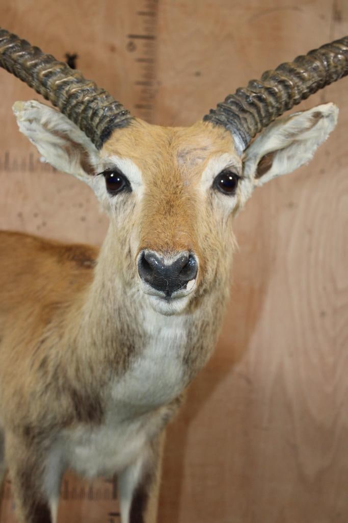Big Life-sized KAFUE LECHWE on a Wood Board Base - 4