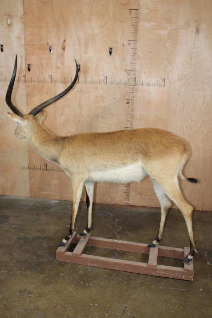Big Life-sized KAFUE LECHWE on a Wood Board Base - 7