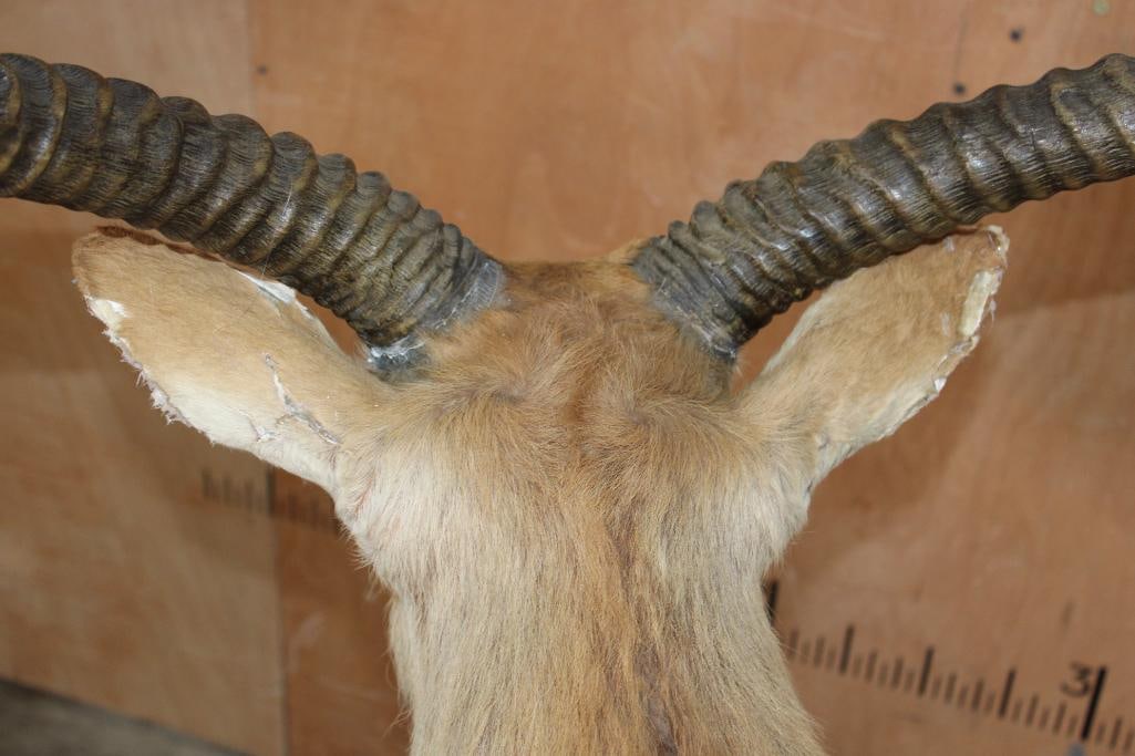 Big Life-sized KAFUE LECHWE on a Wood Board Base - 8