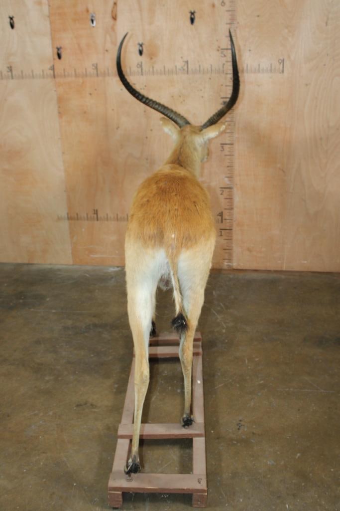 Big Life-sized KAFUE LECHWE on a Wood Board Base - 9