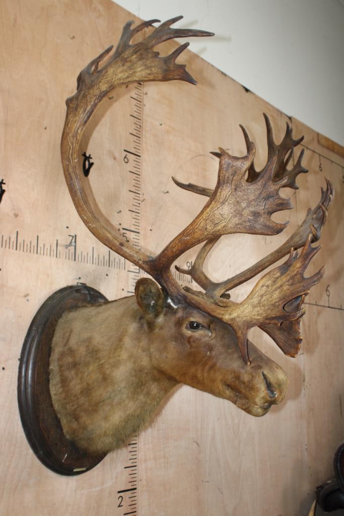 Antique Double Shovel 38-Point CARIBOU Shoulder Mount on a Wood Plaque, dated "7-18" - 2