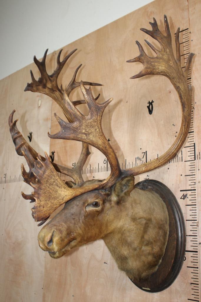Antique Double Shovel 38-Point CARIBOU Shoulder Mount on a Wood Plaque, dated "7-18" - 3