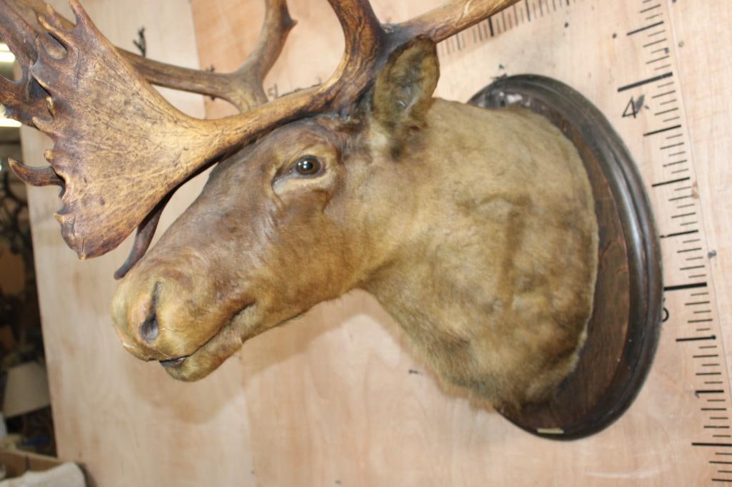 Antique Double Shovel 38-Point CARIBOU Shoulder Mount on a Wood Plaque, dated "7-18" - 4