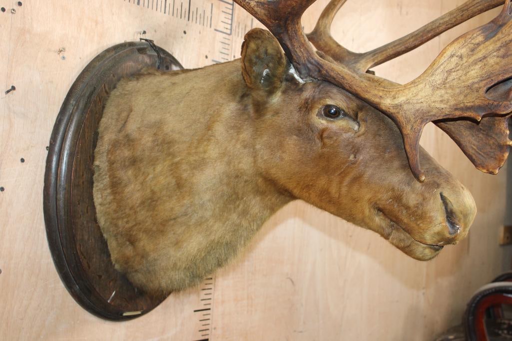 Antique Double Shovel 38-Point CARIBOU Shoulder Mount on a Wood Plaque, dated "7-18" - 5