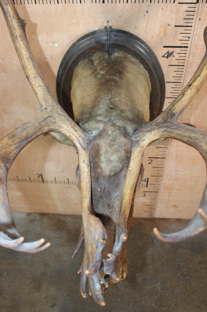 Antique Double Shovel 38-Point CARIBOU Shoulder Mount on a Wood Plaque, dated "7-18" - 6