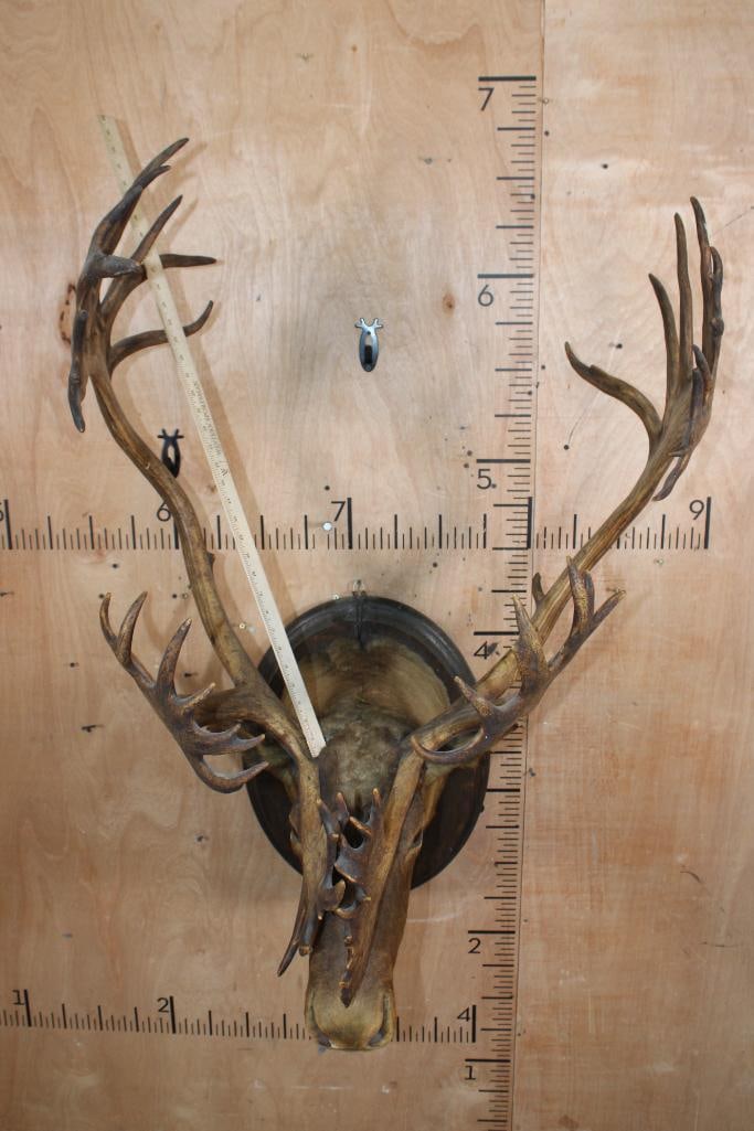 Antique Double Shovel 38-Point CARIBOU Shoulder Mount on a Wood Plaque, dated "7-18" - 7