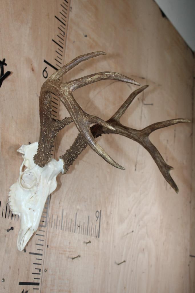10-Point WHITETAIL DEER Skull - 2