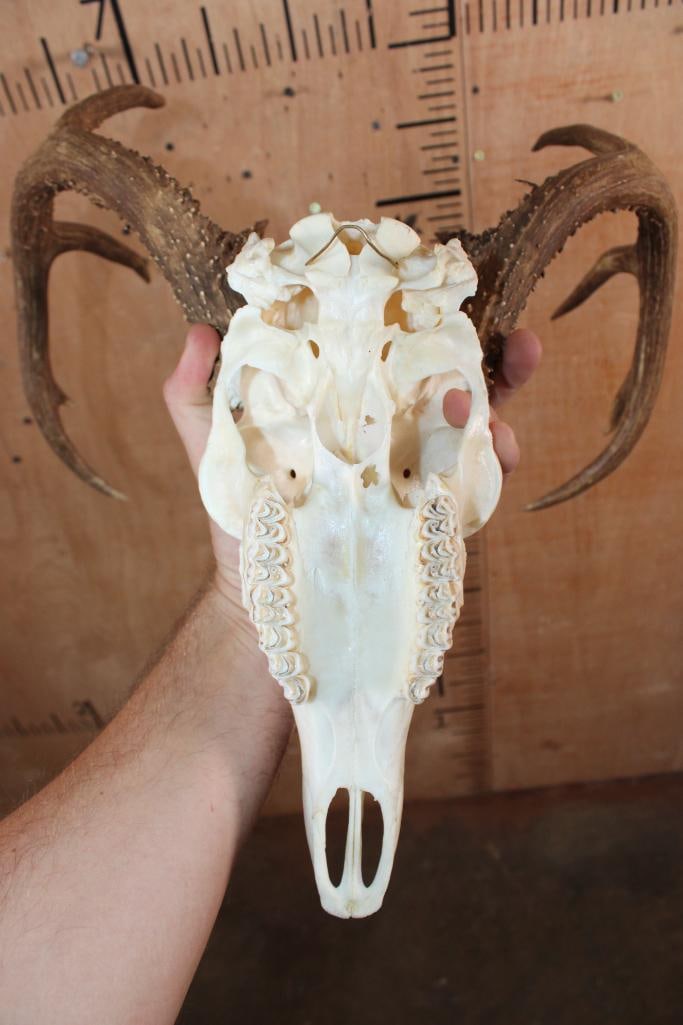 10-Point WHITETAIL DEER Skull - 7