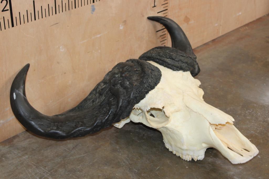 CAPE BUFFALO Skull - 2