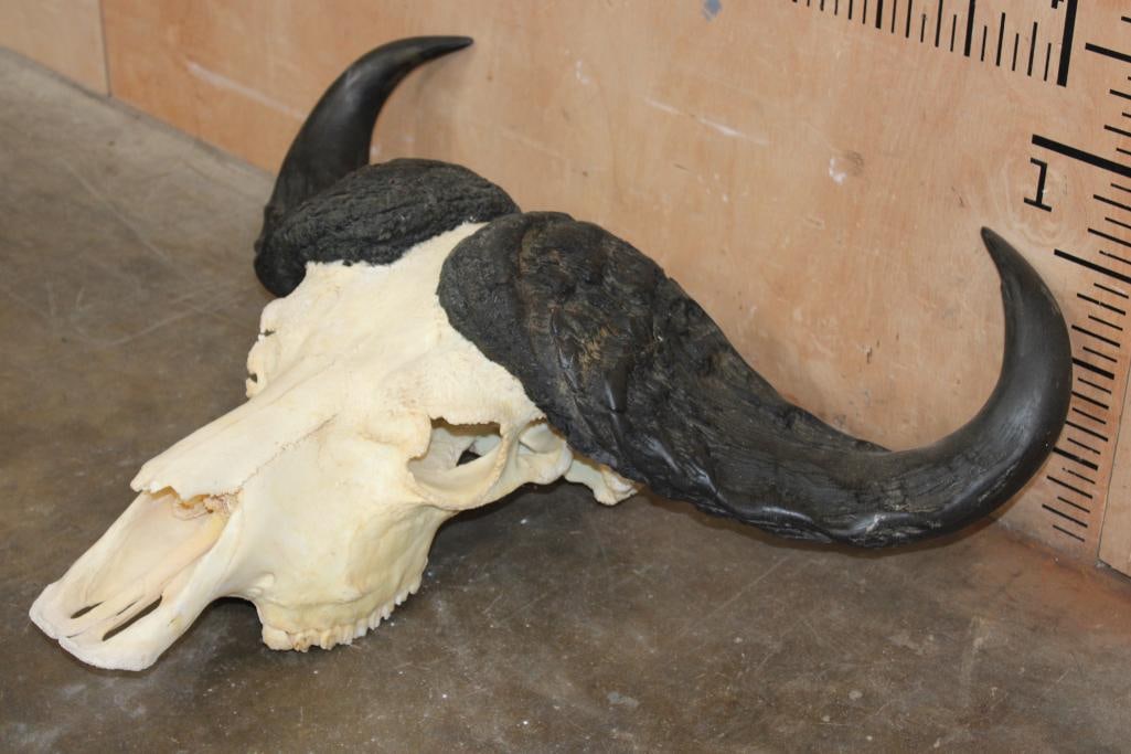 CAPE BUFFALO Skull - 3