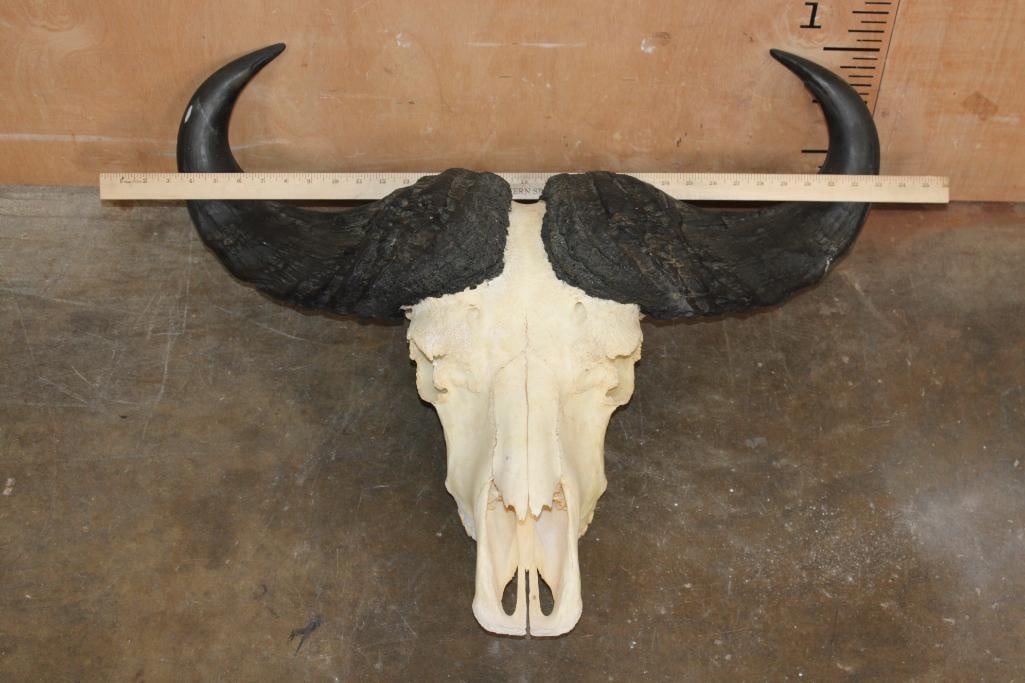 CAPE BUFFALO Skull - 4