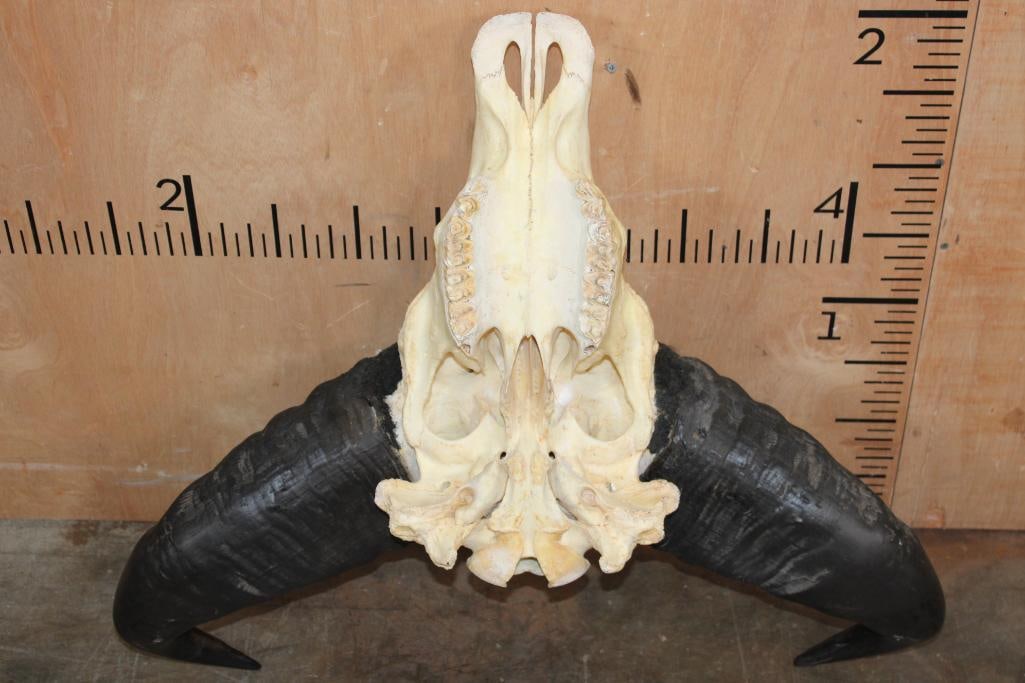 CAPE BUFFALO Skull - 5