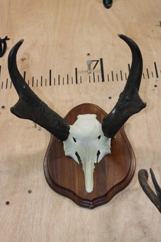 (1) Euro Cut PRONGHORN Skull on a Wood Plaque and (1) PRONGHORN Skull Cap - 2