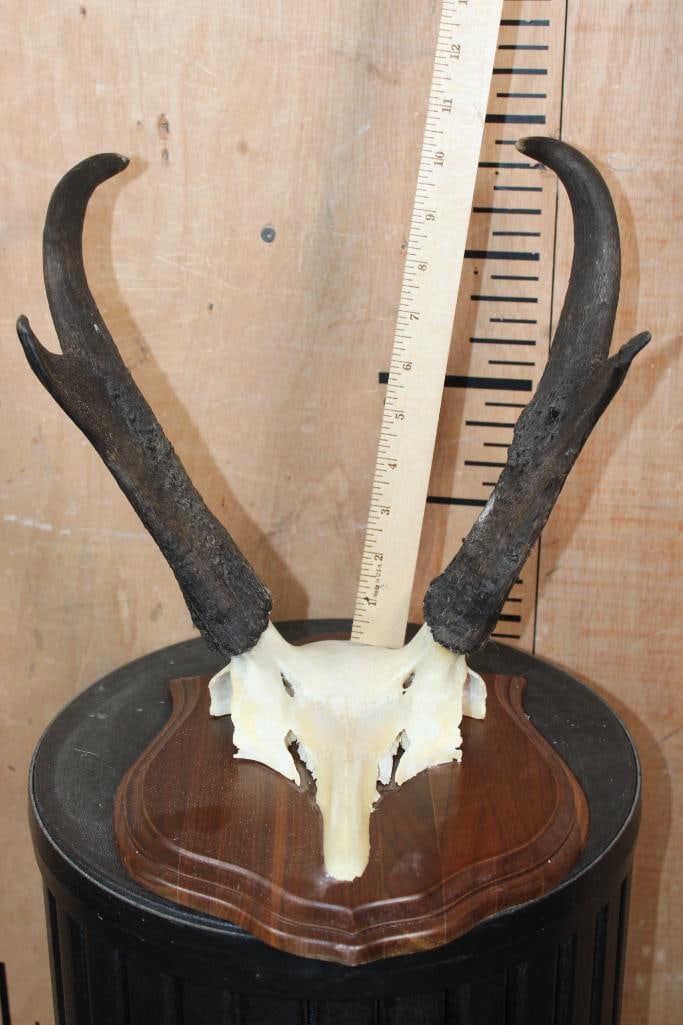 (1) Euro Cut PRONGHORN Skull on a Wood Plaque and (1) PRONGHORN Skull Cap - 3