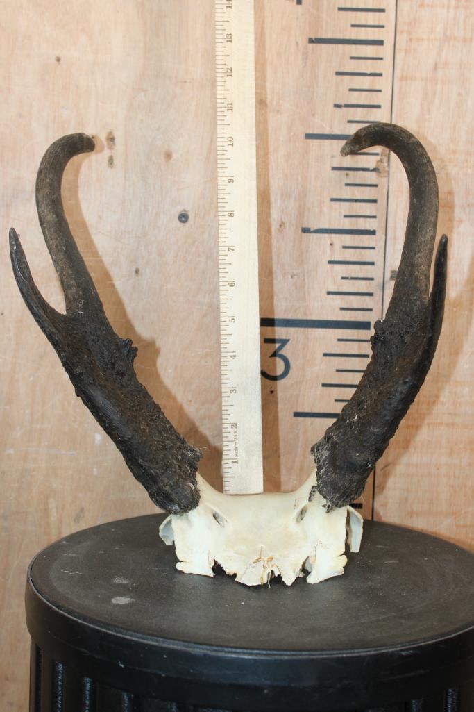 (1) Euro Cut PRONGHORN Skull on a Wood Plaque and (1) PRONGHORN Skull Cap - 4