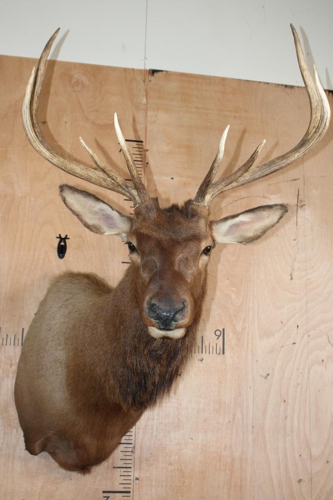 Young 8-Point ELK Shoulder Mount - 2