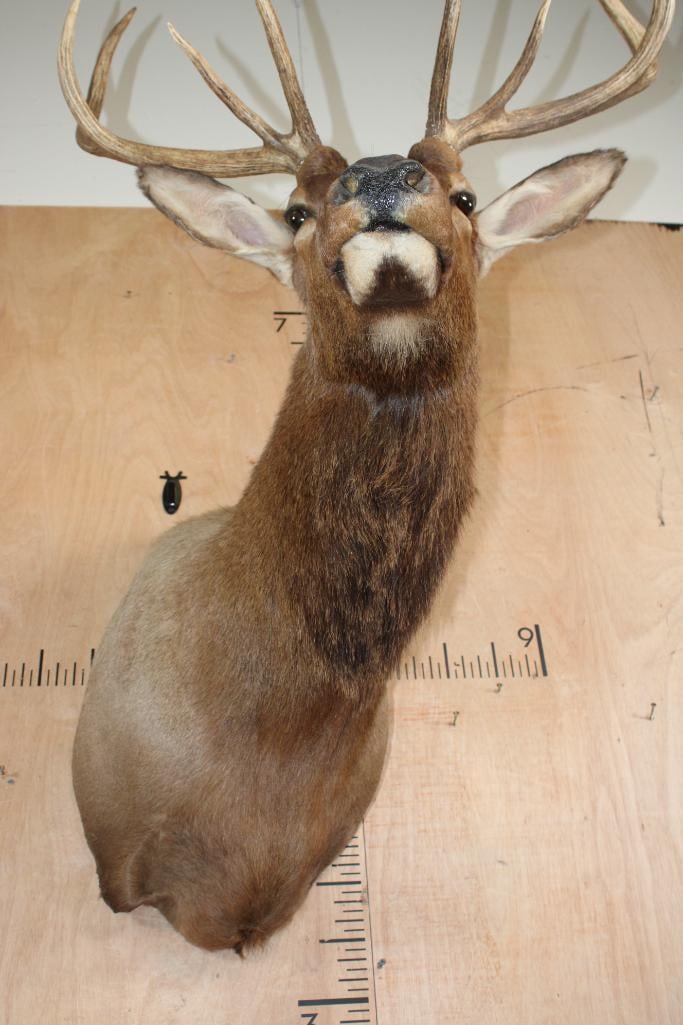 Young 8-Point ELK Shoulder Mount - 7