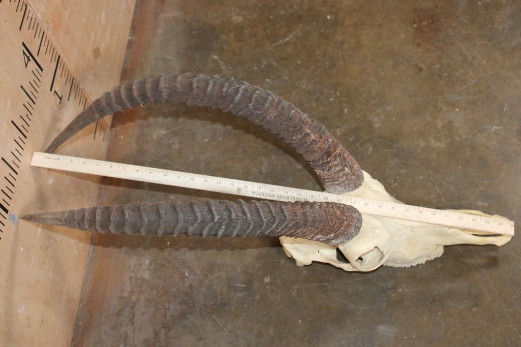 SABLE Skull with All its Teeth - 2