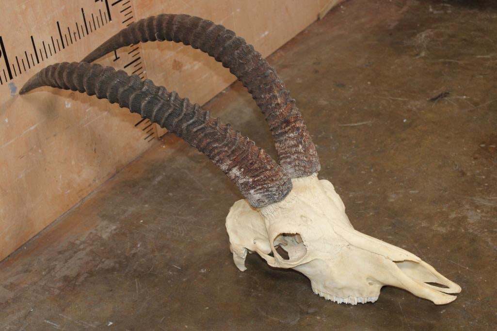 SABLE Skull with All its Teeth - 3