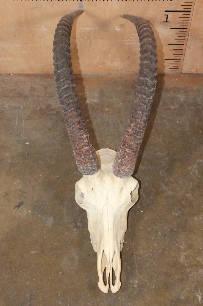 SABLE Skull with All its Teeth - 4