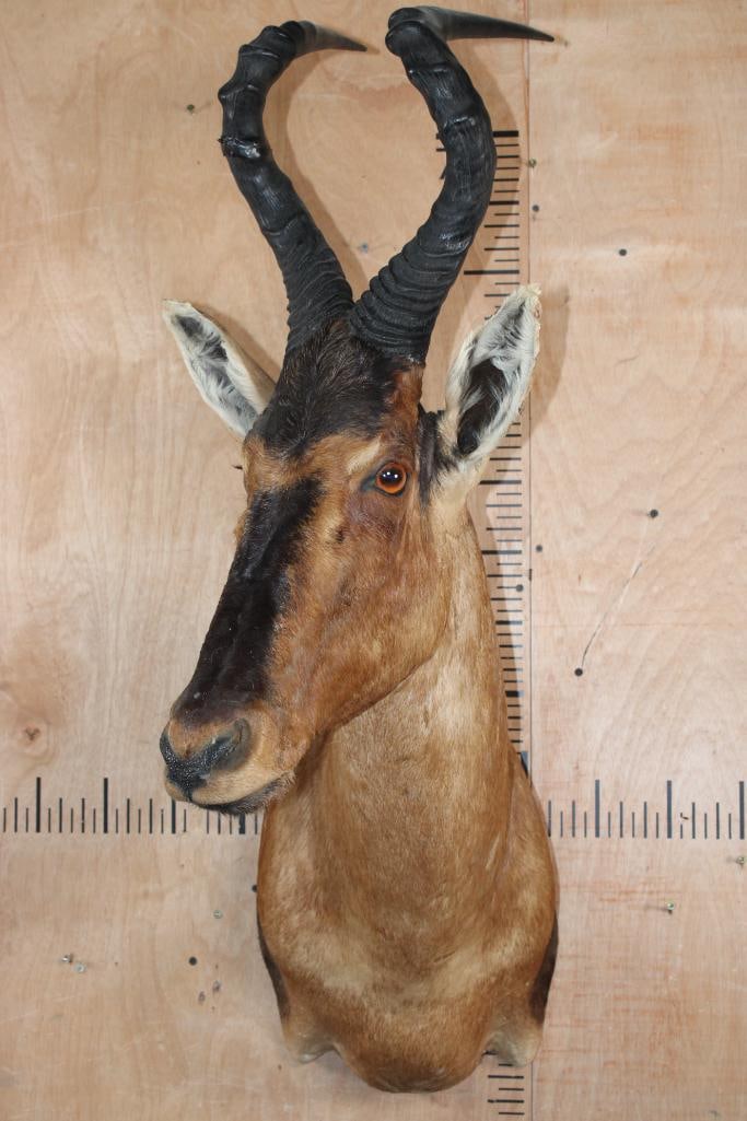 RED HARTEBEEST Shoulder Mount - 2