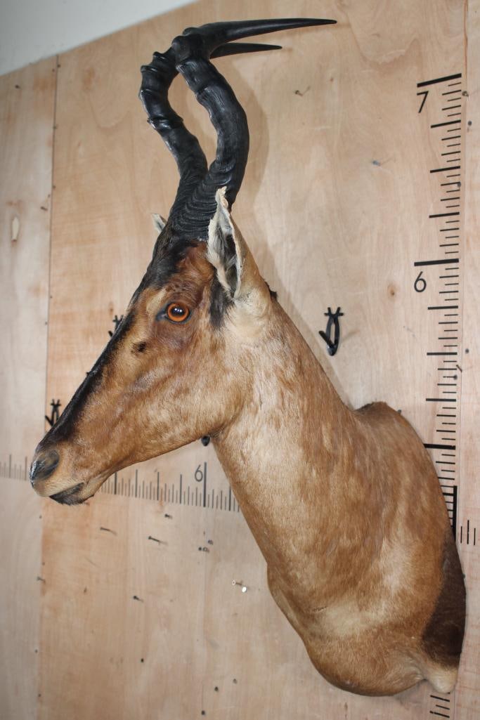 RED HARTEBEEST Shoulder Mount - 3