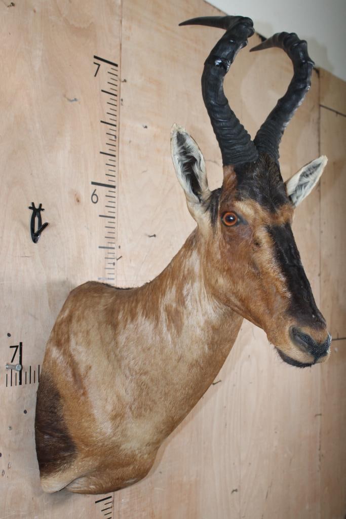 RED HARTEBEEST Shoulder Mount - 4