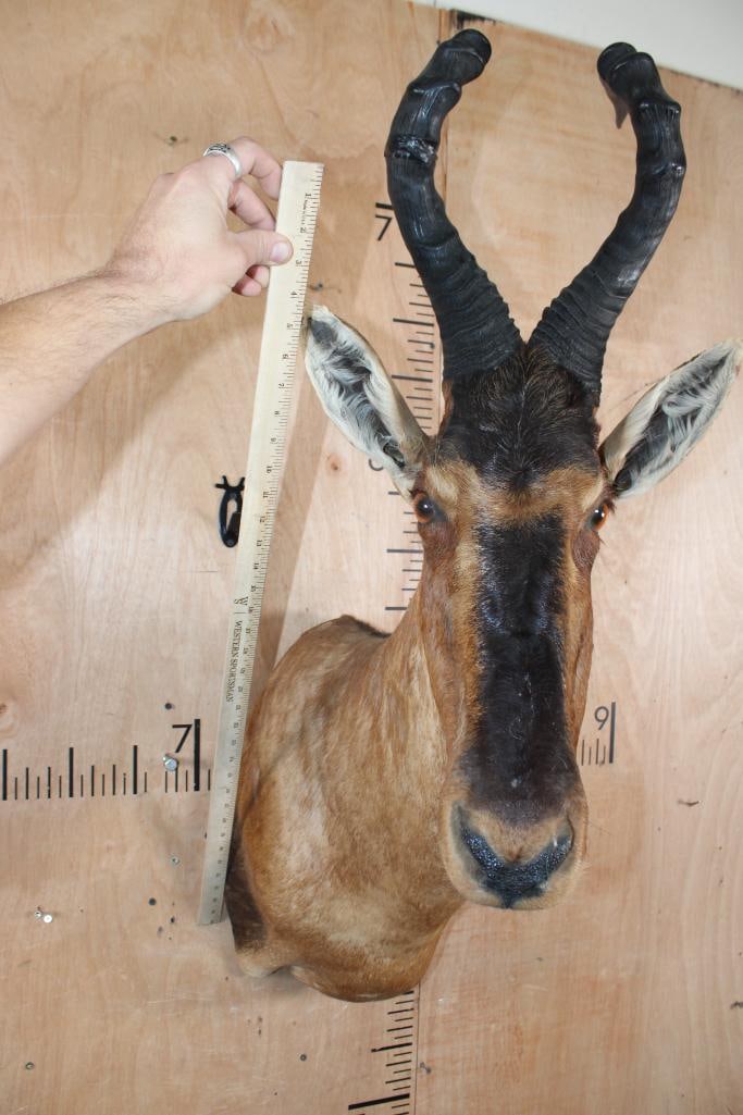 RED HARTEBEEST Shoulder Mount - 5