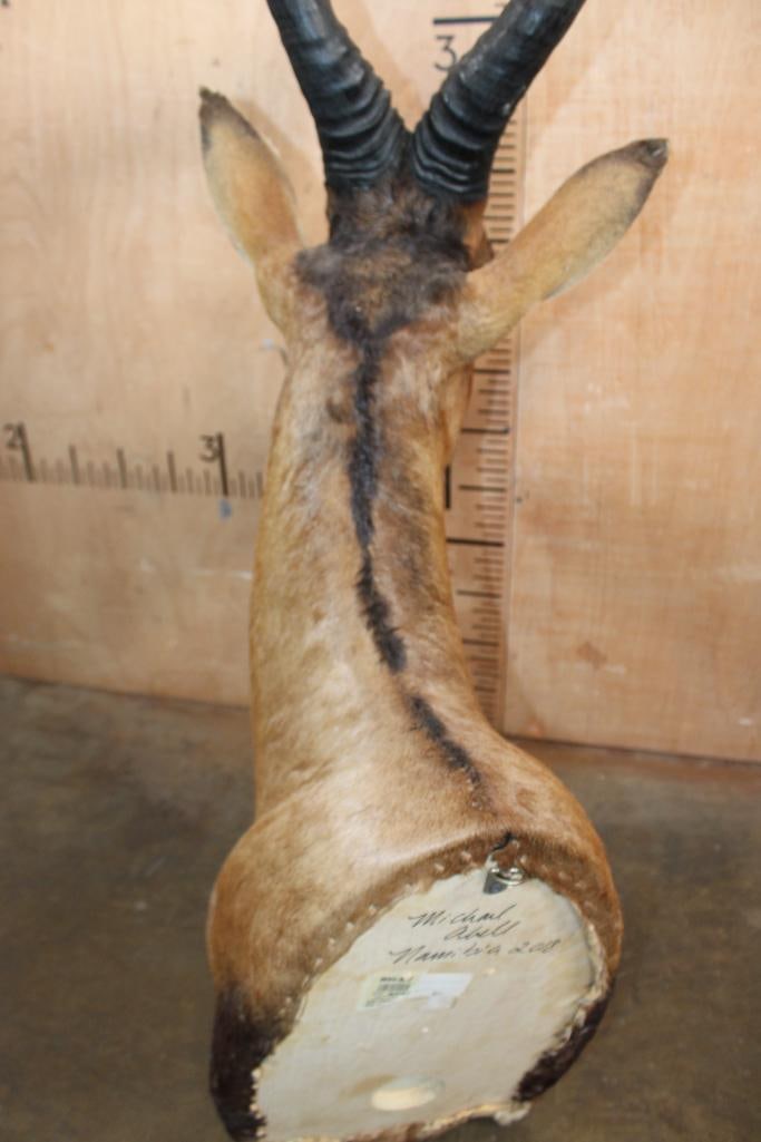 RED HARTEBEEST Shoulder Mount - 6