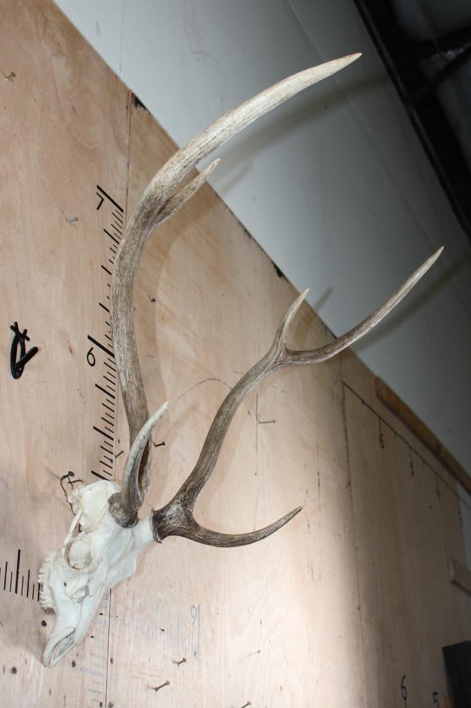 AXIS DEER Skull - 2