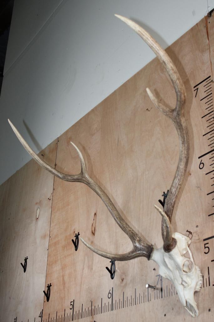 AXIS DEER Skull - 3