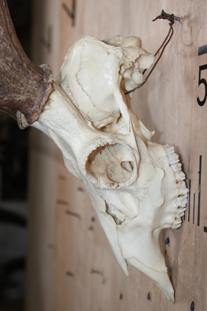 AXIS DEER Skull - 4