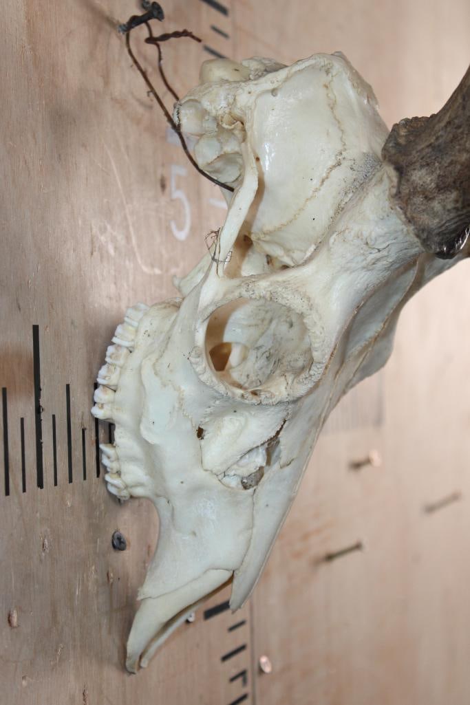 AXIS DEER Skull - 5