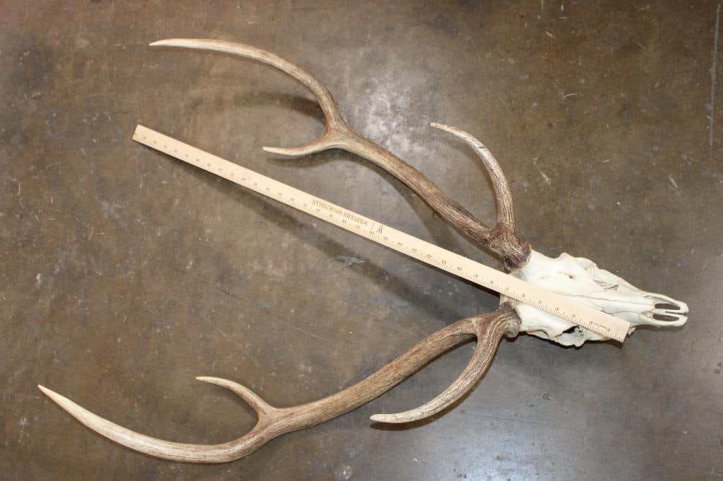 AXIS DEER Skull - 6
