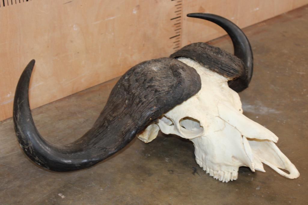 CAPE BUFFALO Skull - 2