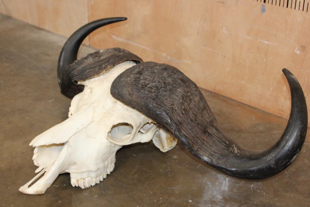 CAPE BUFFALO Skull - 3