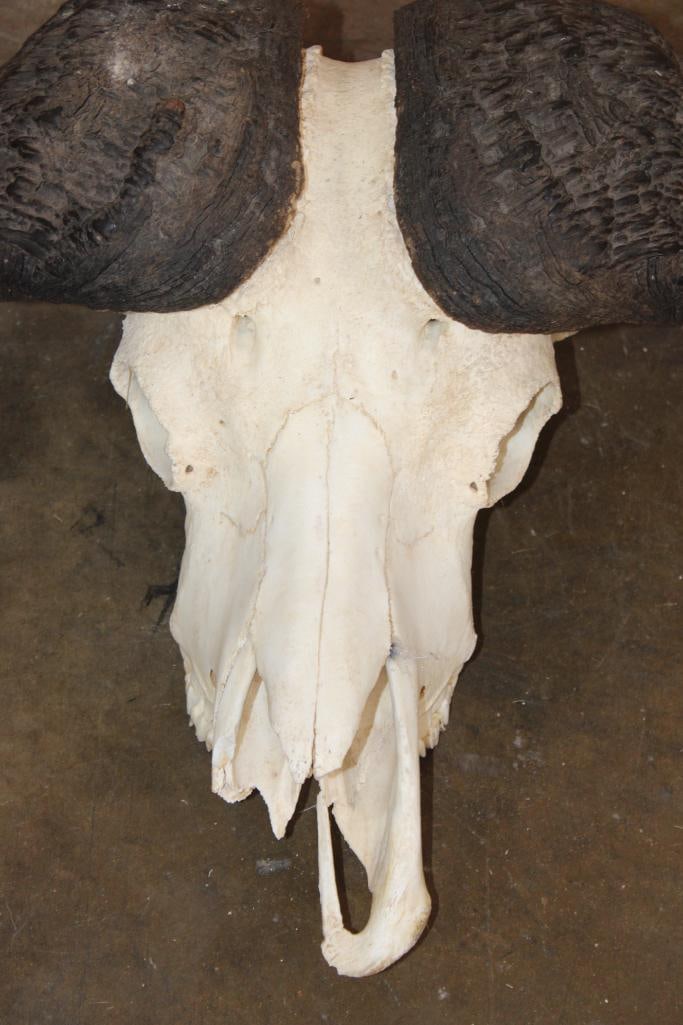 CAPE BUFFALO Skull - 4