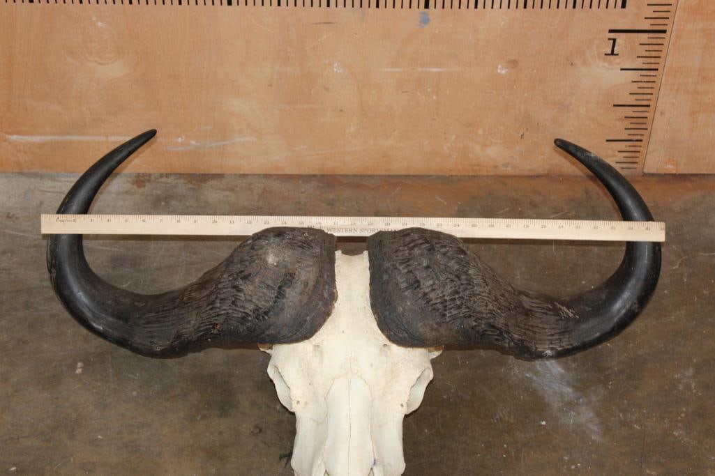 CAPE BUFFALO Skull - 5