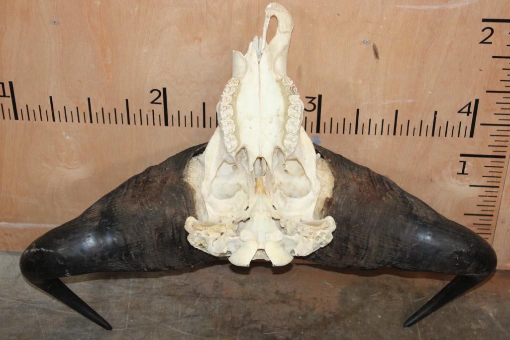 CAPE BUFFALO Skull - 6