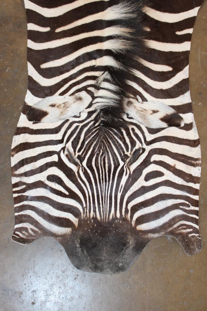 ZEBRA Head and Hide Section - 2