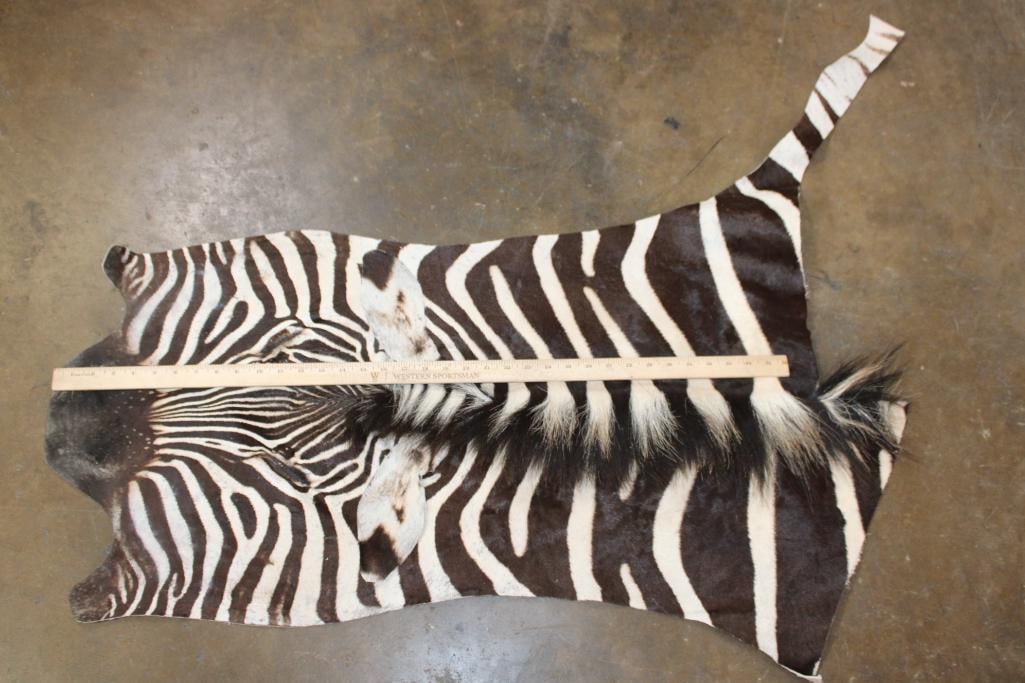 ZEBRA Head and Hide Section - 3