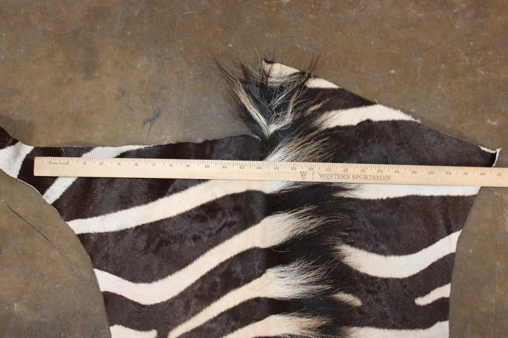 ZEBRA Head and Hide Section - 4