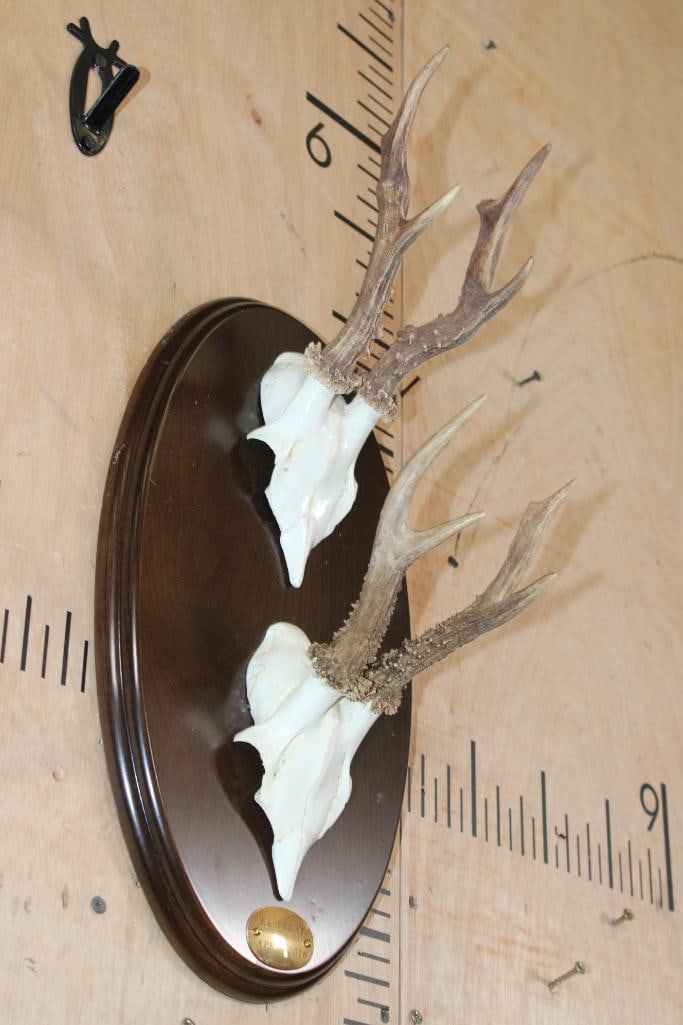 2 Euro Cut ROE DEER Skull Caps with Antlers on a Wood Plaque - 2