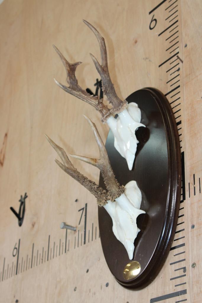 2 Euro Cut ROE DEER Skull Caps with Antlers on a Wood Plaque - 3