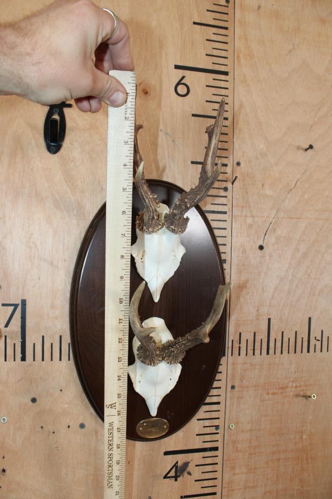 2 Euro Cut ROE DEER Skull Caps with Antlers on a Wood Plaque - 4